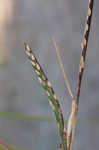 St. Augustine grass